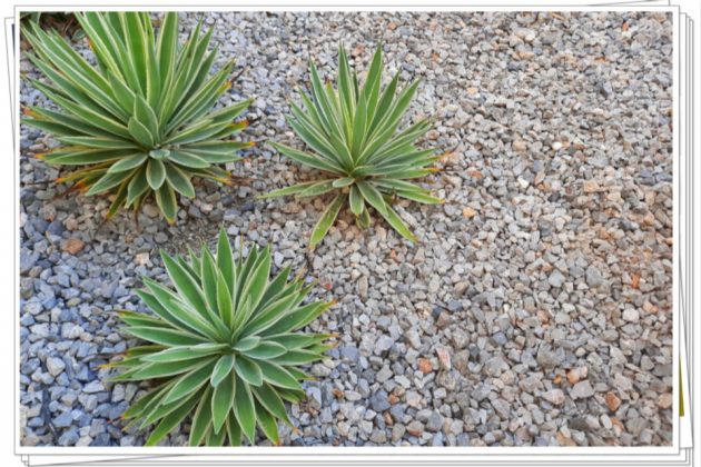 How Do You Xeriscape The Front Yard | Classic Men's World