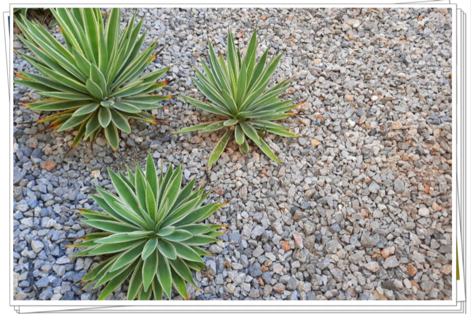 xeriscape yard